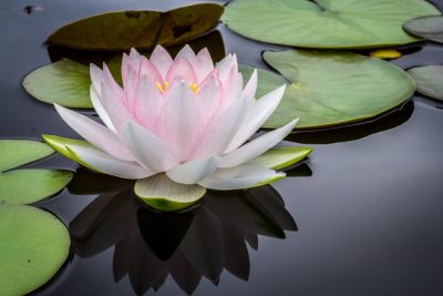 A lotus in bloom