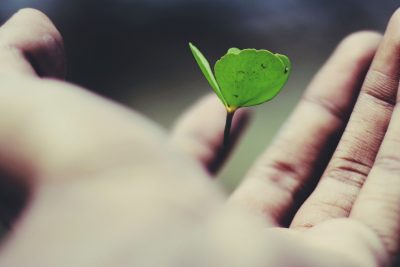 Hand holding a seedling